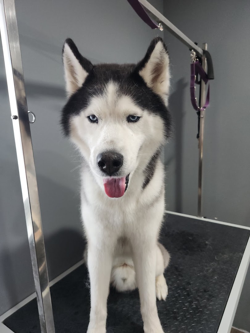 Siberian Husky sitting on a grooming table after a fresh groom