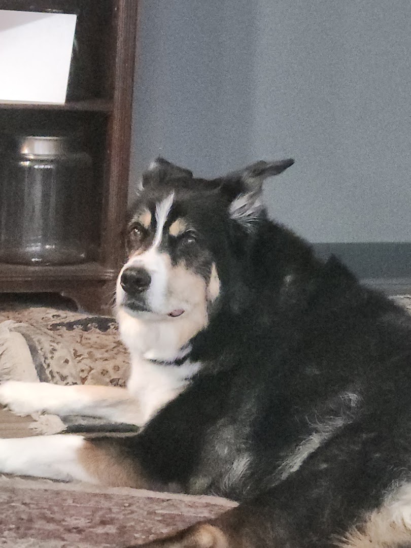 Well-groomed dog relaxing on a soft rug after a salon visit